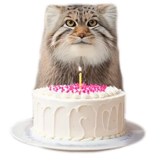 🎂