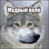 Волчьи стикеры @neural_wise_wolf