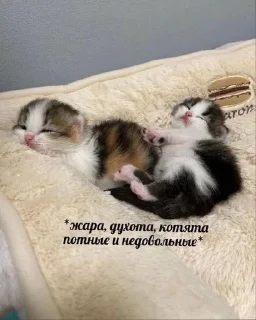 🌟