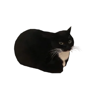 🐱