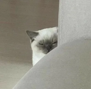 😠