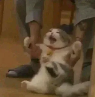 🐶