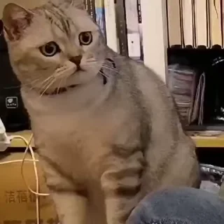 😾