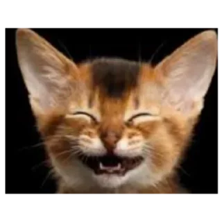 😆