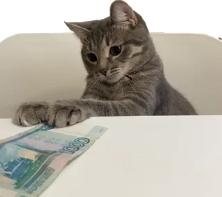 💰