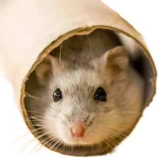 🐀