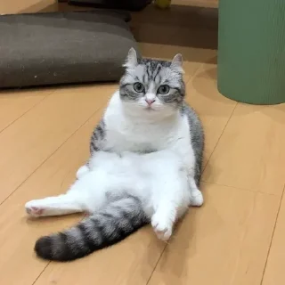 😺