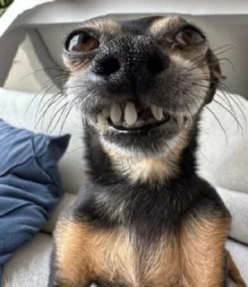 🤪