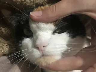 😺
