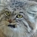 😾