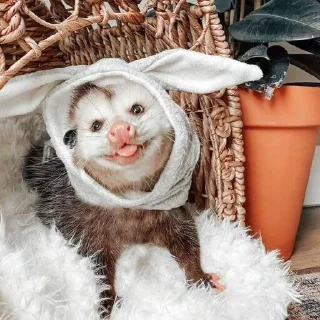 😛