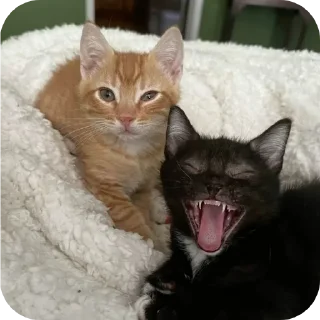 🐱