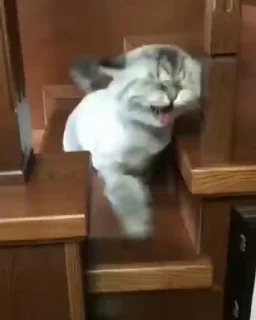 😺
