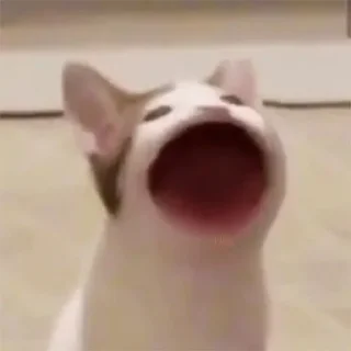 🐸