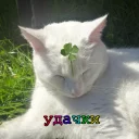 🍀