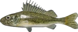 🎣