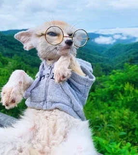 😎