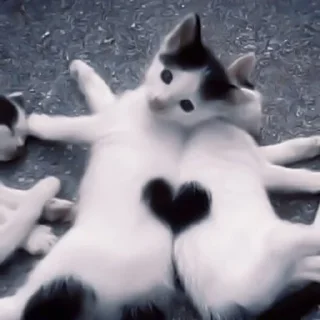 🖤