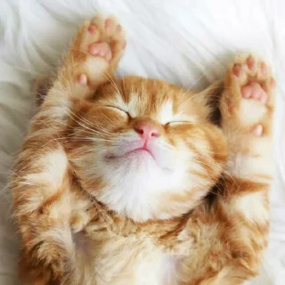😺