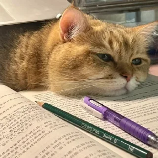 🐈