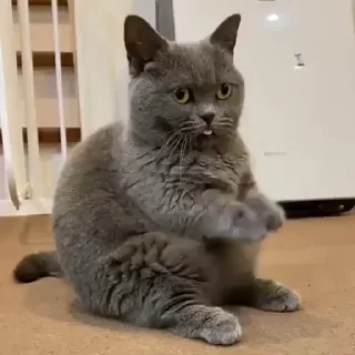 🤪