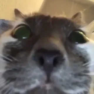 😾