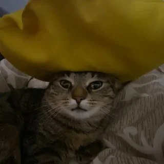 🧽