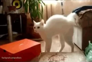 👋