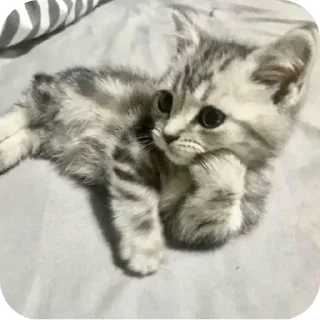 🐱