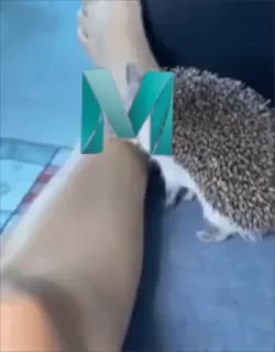 🦔