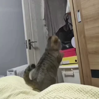 🐈