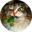 🐱