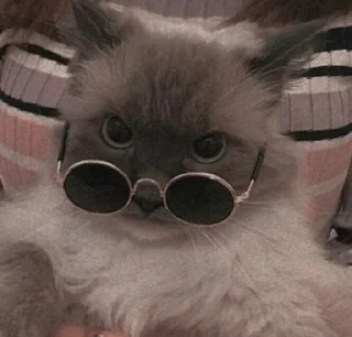 🐱