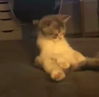 😻