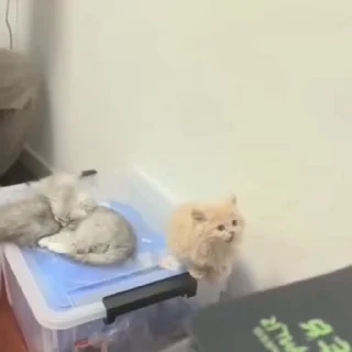 🐈