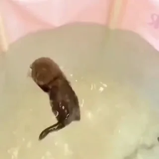 🐈