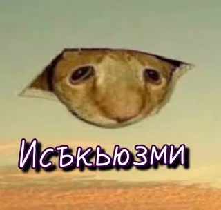 🙋‍♂️