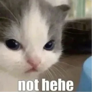 😾