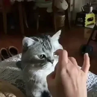 🐾