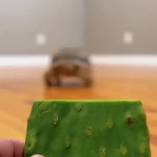 😋