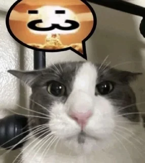 🌟