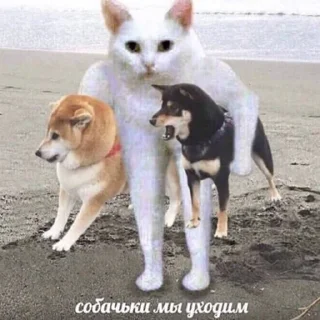🐶