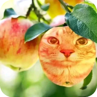 🐱