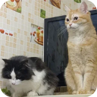 🐱