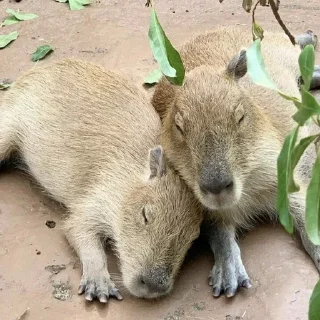🐗