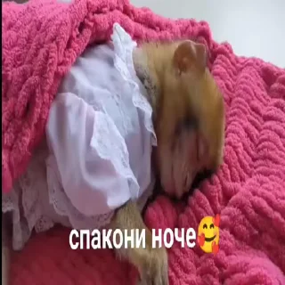 💤
