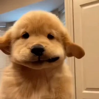 🐩