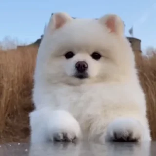 🐩