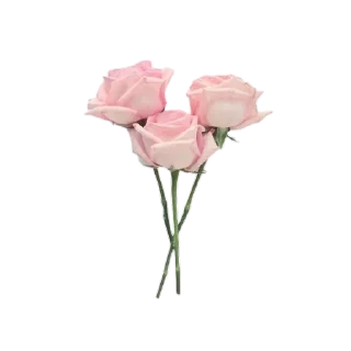 🌹
