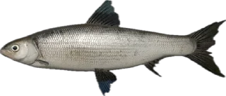 🐟